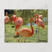Roze Natuur Flamingo Briefkaart (Voorkant)