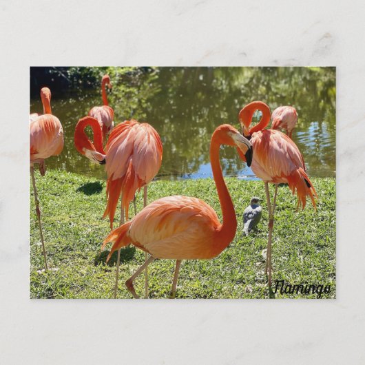 Roze Natuur Flamingo Briefkaart (Voorkant)