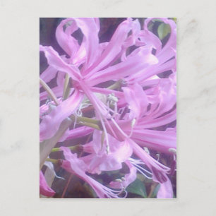 Roze Nerines Briefkaart
