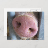 Roze neus Varkenshaar dicht foto Briefkaart (Voorkant / Achterkant)