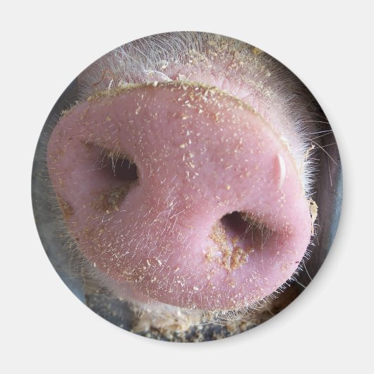 Roze neus Varkenshaar dicht foto Magneet (Voorkant)