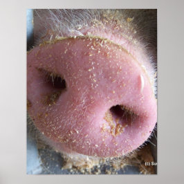 Roze neus Varkenshaar dicht foto Poster