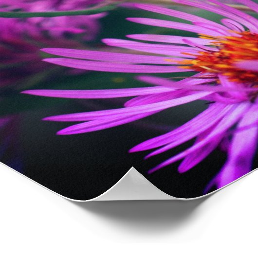 Roze New England Aster Flowers Poster (Hoek)