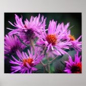 Roze New England Aster Flowers Poster (Voorkant)