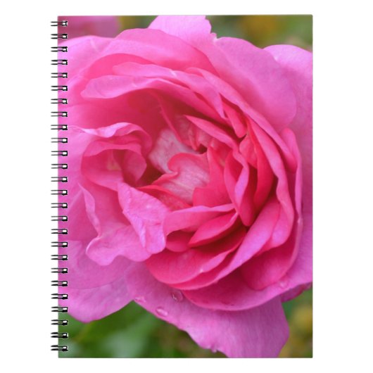 Roze november Roos notebook Notitieboek (Voorkant)