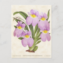 Roze Odontoglossum Orchid  Botanisch Briefkaart