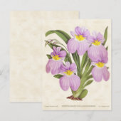 Roze Odontoglossum Orchid  Botanisch Briefkaart (Voorkant / Achterkant)