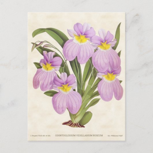 Roze Odontoglossum Orchid  Botanisch Briefkaart (Voorkant)