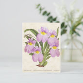 Roze Odontoglossum Orchid  Botanisch Briefkaart (Staand voorkant)