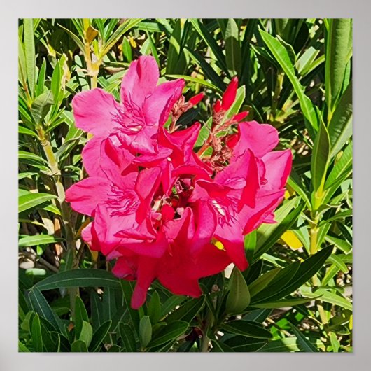 Roze Oleander Bloem Foto Poster (Voorkant)