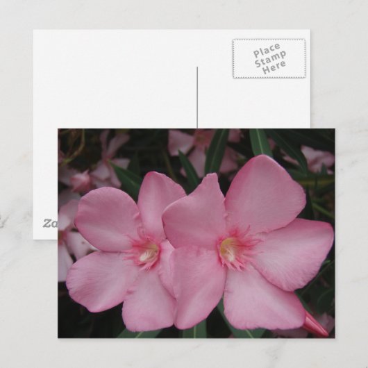 Roze Oleander Briefkaart (Voorkant / Achterkant)
