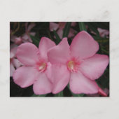 Roze Oleander Briefkaart (Voorkant)