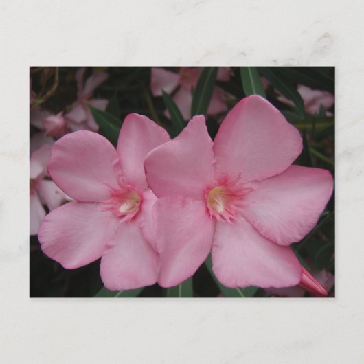 Roze Oleander Briefkaart (Voorkant)