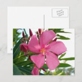Roze Oleander Foto Briefkaart (Voorkant / Achterkant)