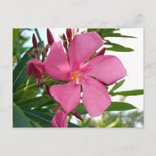 Roze Oleander Foto Briefkaart (Voorkant)