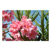Roze oleander Fotouitbreiding Foto Afdruk (Voorkant)