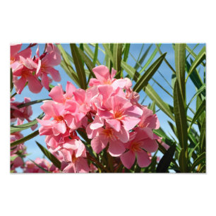 Roze oleander Fotouitbreiding Foto Afdruk