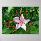 roze oleander poster (Voorkant)