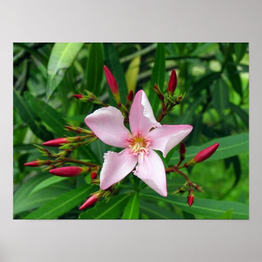 roze oleander poster (Voorkant)