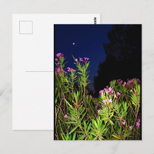 Roze Oleander 's Nachts Briefkaart (Voorkant / Achterkant)