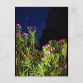 Roze Oleander 's Nachts Briefkaart (Voorkant)