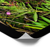 Roze Oleander 's Nachts Poster (Hoek)