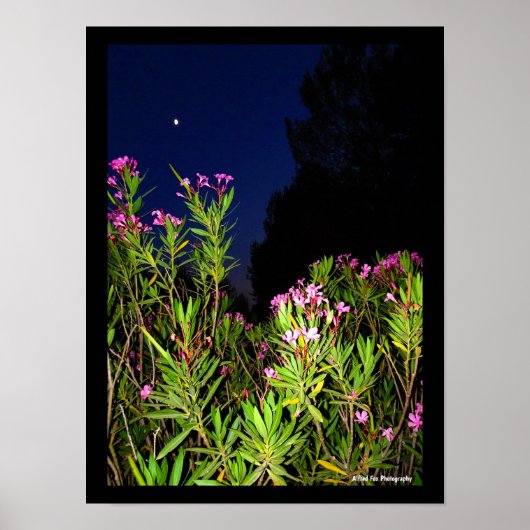 Roze Oleander 's Nachts Poster (Voorkant)