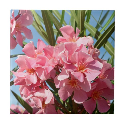 Roze Oleander-tegel Tegeltje (Voorkant)