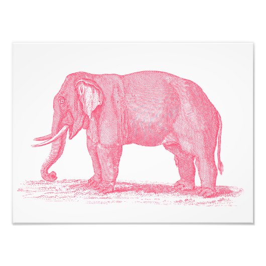  roze olifant 1800s Illustratie olifanten Foto Afdruk (Voorkant)