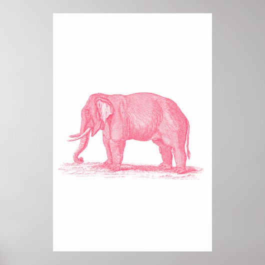  roze olifant 1800s Illustratie olifanten Poster (Voorkant)