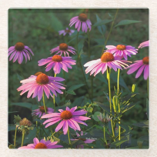 Roze onderzetter van Daisies (Voorkant)
