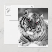 Roze Oogtijger Briefkaart (Voorkant / Achterkant)