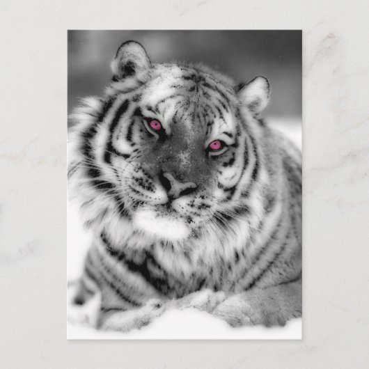 Roze Oogtijger Briefkaart (Voorkant)