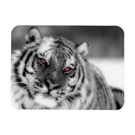 Roze Oogtijger Magneet (Horizontaal)