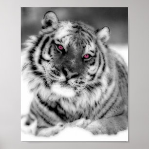 Roze Oogtijger Poster