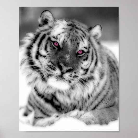 Roze Oogtijger Poster (Voorkant)