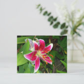 Roze Oosterse Stargazer Lelie Ansichtkaart Briefkaart (Staand voorkant)