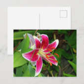 Roze Oosterse Stargazer Lelie Ansichtkaart Briefkaart (Voorkant / Achterkant)