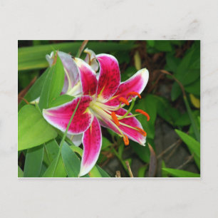Roze Oosterse Stargazer Lelie Ansichtkaart Briefkaart
