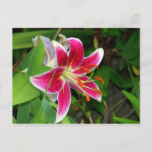 Roze Oosterse Stargazer Lelie Ansichtkaart Briefkaart (Voorkant)