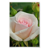 Roze Ophelia Hybrid Roos Foto Afdruk (Voorkant)