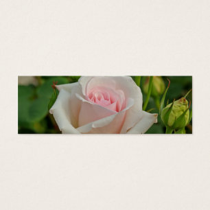 Roze Ophelia Hybrid Roos Mini Visitekaartjes