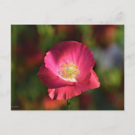 Roze oppy in de Sunshine Foto Briefkaart