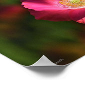 Roze oppy in de Sunshine Foto Poster (Hoek)