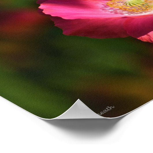 Roze oppy in de Sunshine Foto Poster (Hoek)