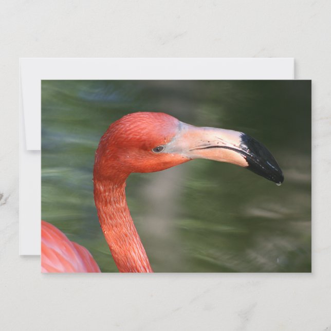 Roze-Oranje Flamingo Head (Voorkant)