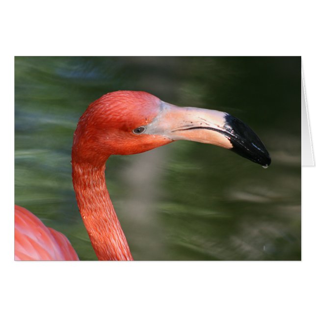 Roze-Oranje Flamingo Head (Voorkant Horizontaal)