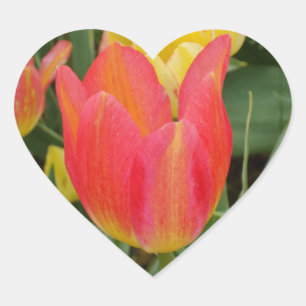 Roze Oranje gele Tulp ventilator hartklep Hart Sticker
