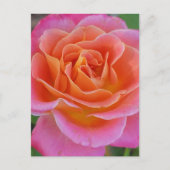 Roze & Oranje Rozen Briefkaart (Voorkant)