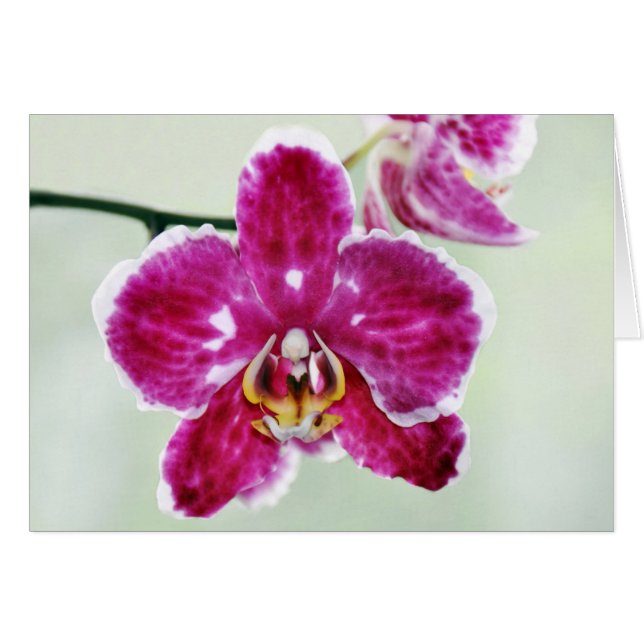 Roze Orchid (Voorkant Horizontaal)